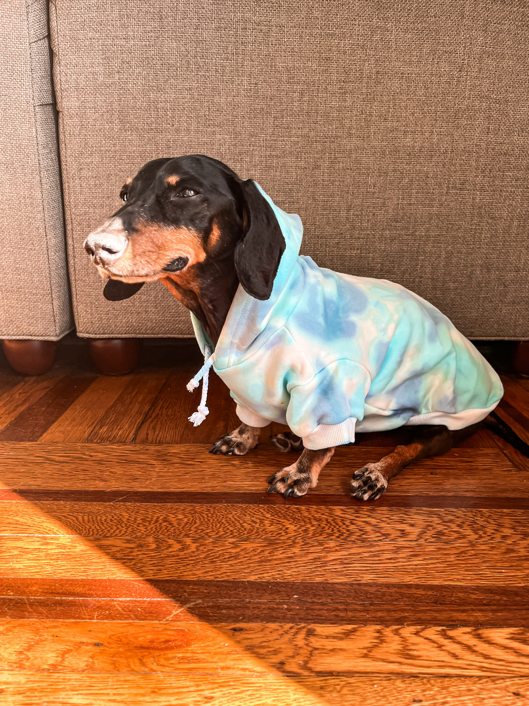 Tie-Dye for Dogs - Pet Collection | To Tie-Dye for Clothing