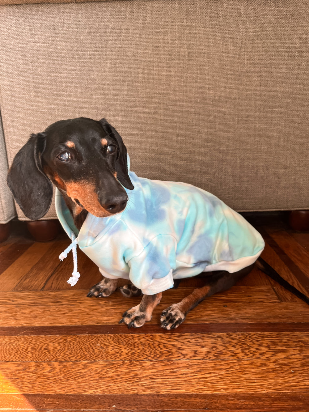 Tie-Dye for Dogs - Pet Collection | To Tie-Dye for Clothing